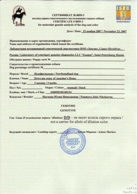 Фото: ньюфаундленд Drive Me Crazy of Apachee's Home