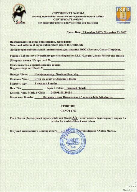 Фото: ньюфаундленд Drive Me Crazy of Apachee's Home