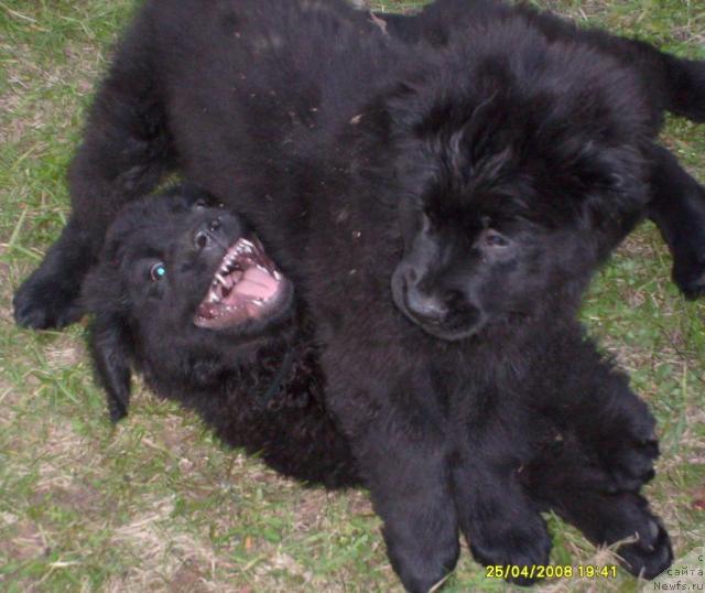 Фото: ньюфаундленд Kassi CHaming (Касси Чаминг), ньюфаундленд Konni Flayfi (Конни Флайфи)