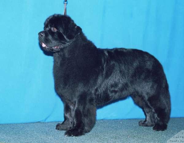 Фото: ньюфаундленд Tsarevich Slavny iz Medvejyego Yara (Царевич Славный из Медвежьего Яра)