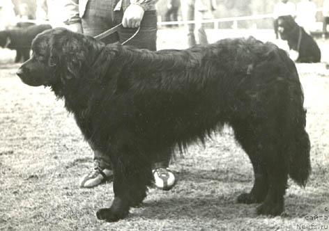 Фото: ньюфаундленд Ting Flo (Тинг Фло)