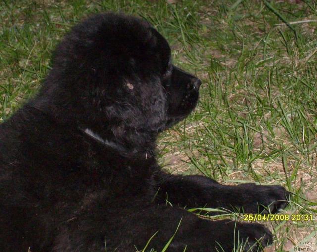 Фото: ньюфаундленд Kassi CHaming (Касси Чаминг)