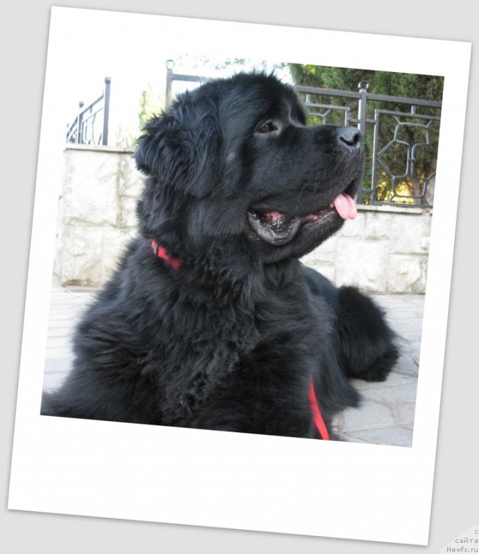 Фото: ньюфаундленд Zagadka Dominika Kara Deniz (Загадка Доминика Кара Дениз)