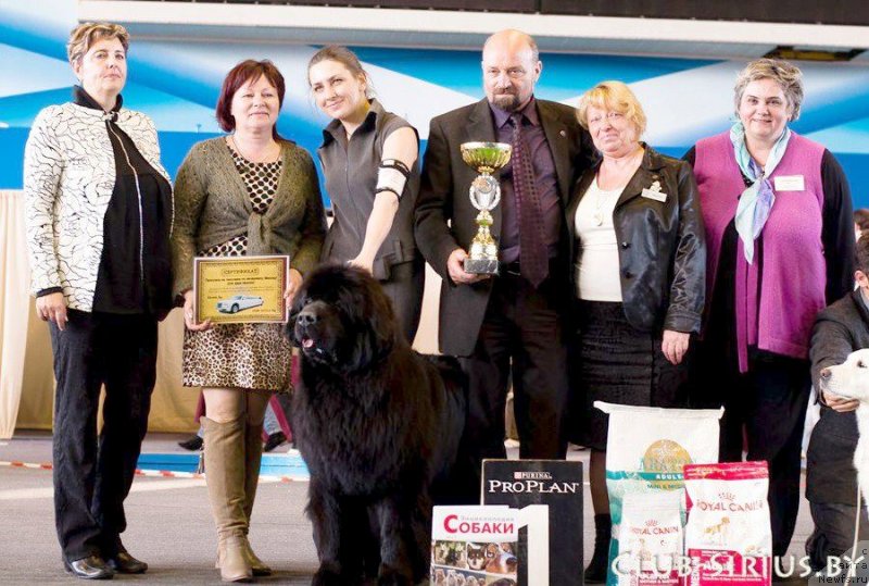 Фото: ньюфаундленд Rain Coast You Too, Natal'ya Dubovskaya (Наталья Дубовская)