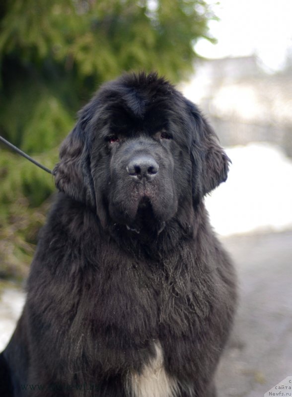 Фото: ньюфаундленд King of Helluland Over Ruled