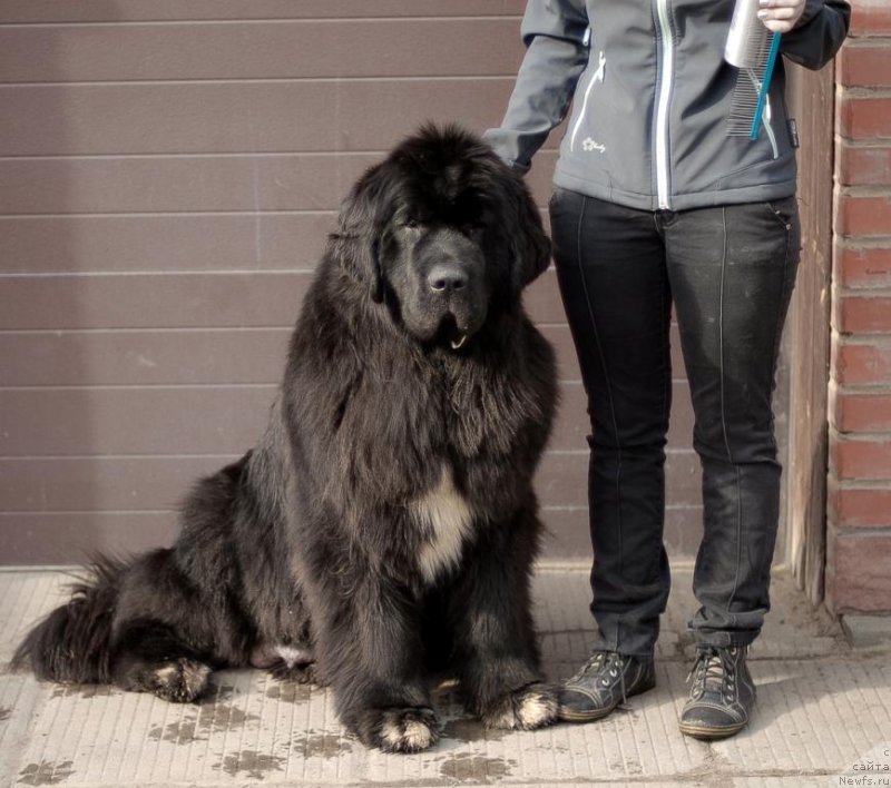 Фото: ньюфаундленд King of Helluland Over Ruled