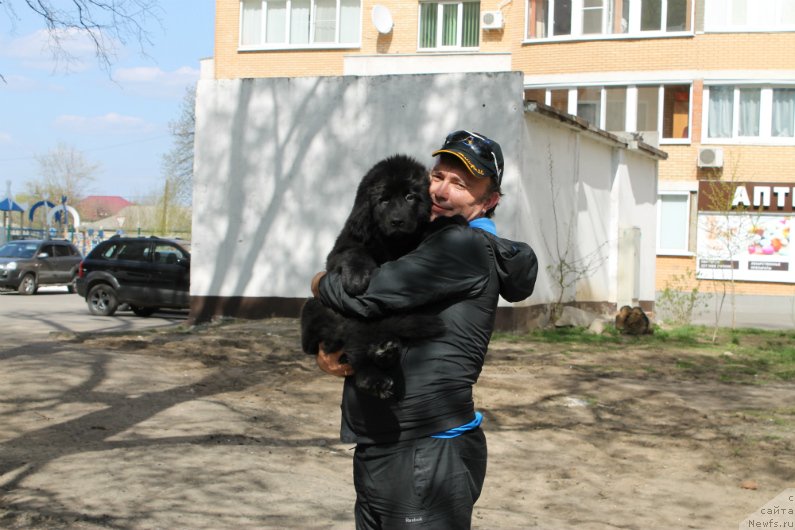 Фото: ньюфаундленд Spart Great Bavariya Bell (Спарт Грейт Бавария Бель), Игорь