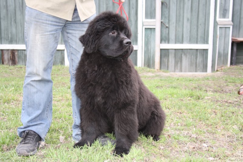 Фото: ньюфаундленд Dark Pride Valentino (Дак Прайд Валентино)