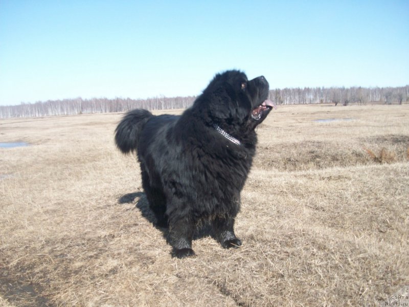 Фото: ньюфаундленд Karat iz Medvejyego Yara (Карат из Медвежьего Яра)