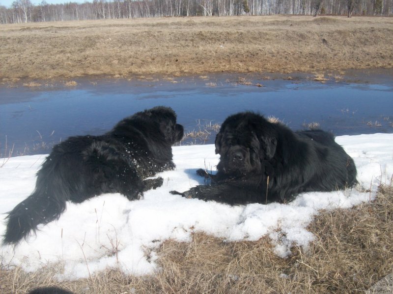 Фото: ньюфаундленд Karat iz Medvejyego Yara (Карат из Медвежьего Яра), ньюфаундленд Yarada iz Sibirskoy Glubinki (Ярада из Сибирской Глубинки)