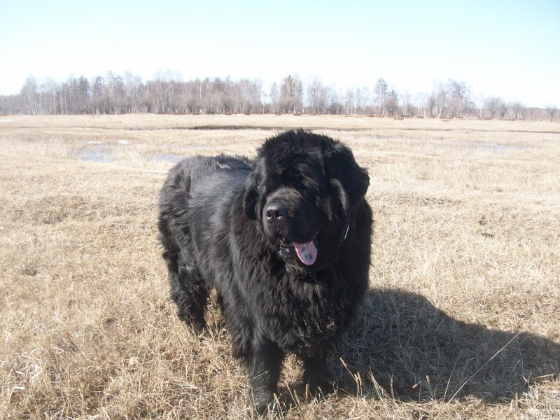 Фото: ньюфаундленд Yarada iz Sibirskoy Glubinki (Ярада из Сибирской Глубинки)