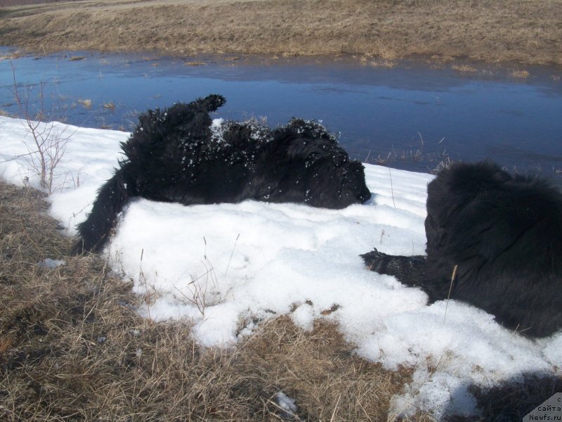 Фото: ньюфаундленд Yarada iz Sibirskoy Glubinki (Ярада из Сибирской Глубинки), ньюфаундленд Karat iz Medvejyego Yara (Карат из Медвежьего Яра)