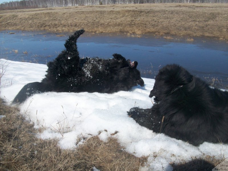 Фото: ньюфаундленд Yarada iz Sibirskoy Glubinki (Ярада из Сибирской Глубинки), ньюфаундленд Karat iz Medvejyego Yara (Карат из Медвежьего Яра)