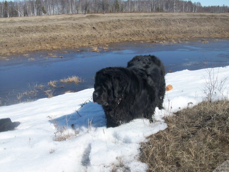 Фото: ньюфаундленд Yarada iz Sibirskoy Glubinki (Ярада из Сибирской Глубинки)