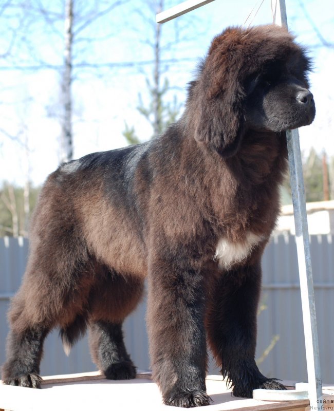 Фото: ньюфаундленд Fluffy Avalanch Yahoo (Флюфи Аваланч Яхоо)