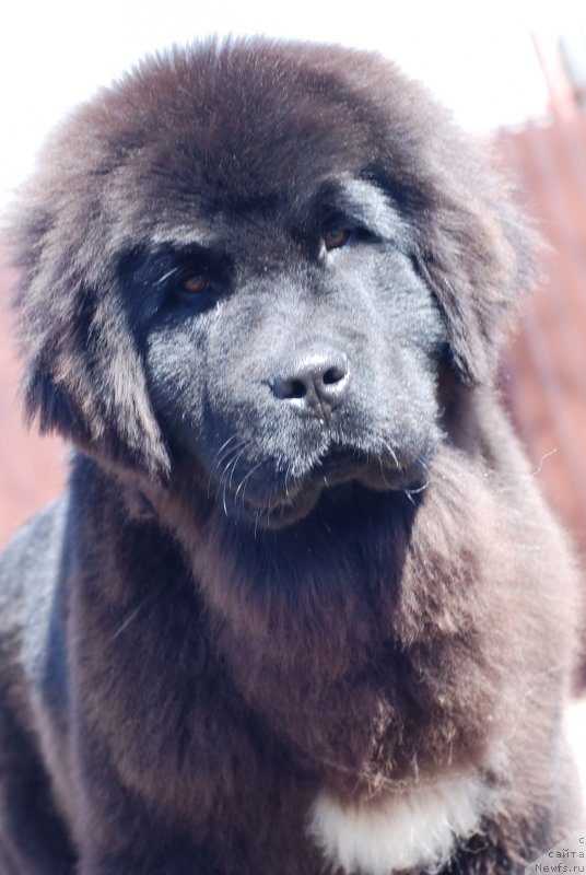 Фото: ньюфаундленд Fluffy Avalanch Yahoo (Флюфи Аваланч Яхоо)