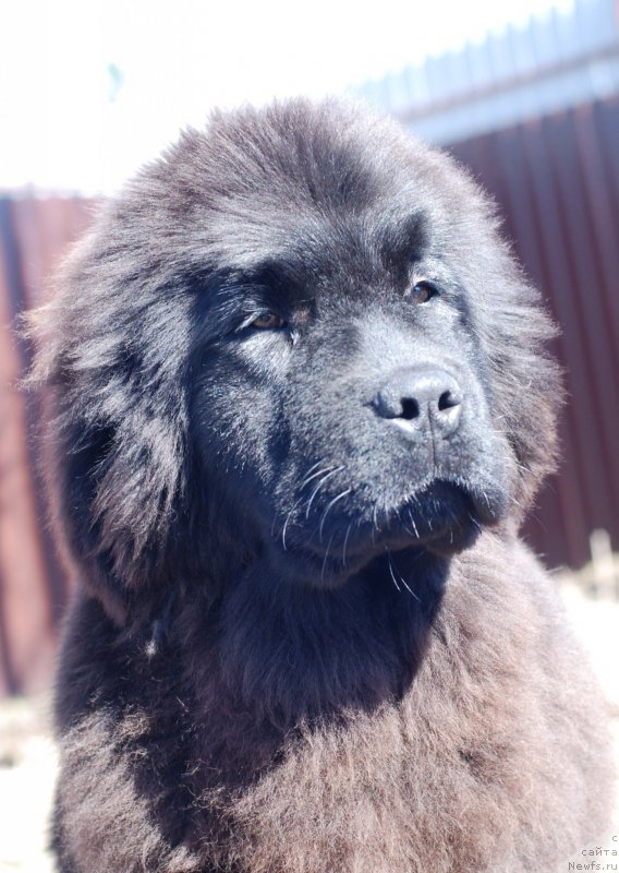 Фото: ньюфаундленд Fluffy Avalanch Yahoo (Флюфи Аваланч Яхоо)