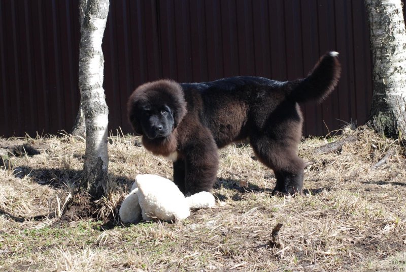 Фото: ньюфаундленд Fluffy Avalanch Yahoo (Флюфи Аваланч Яхоо)