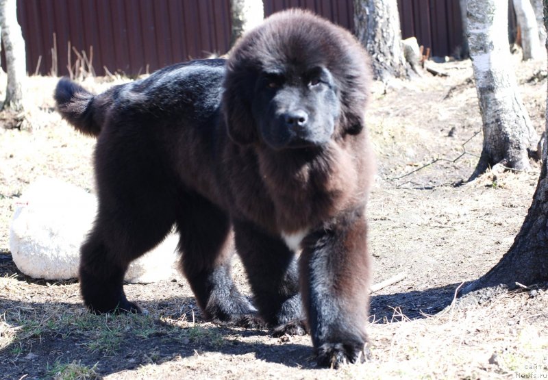 Фото: ньюфаундленд Fluffy Avalanch Yahoo (Флюфи Аваланч Яхоо)