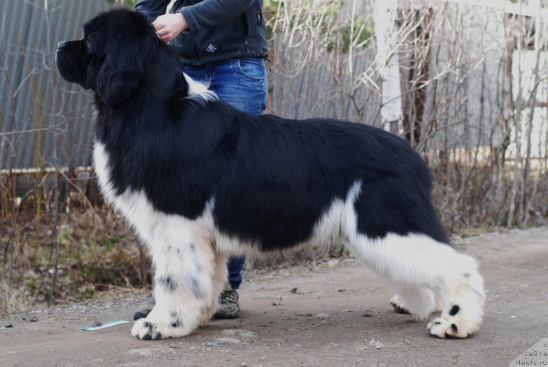 Фото: ньюфаундленд Eros Faundland