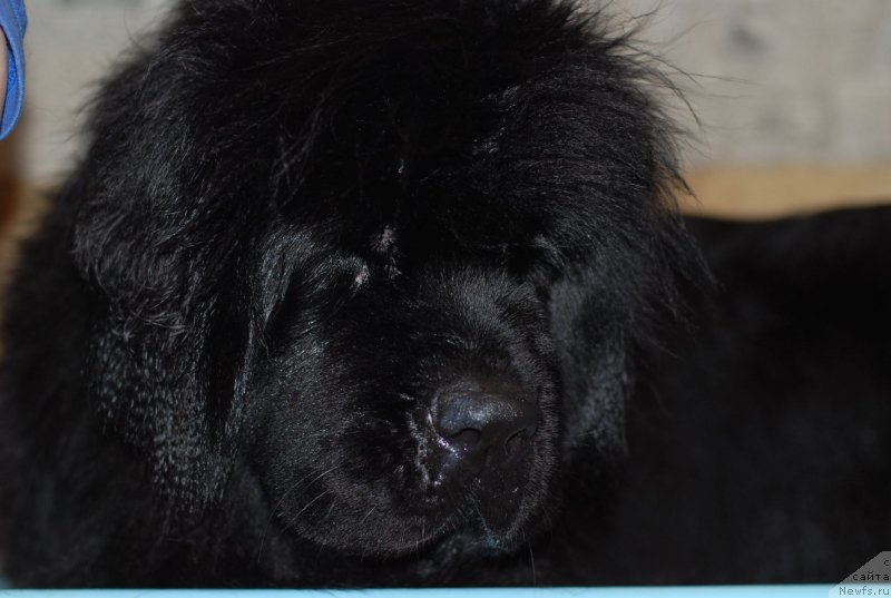 Фото: ньюфаундленд Aquatoriya Kelvin Only Love (Акватория Келвин Онли Лав)