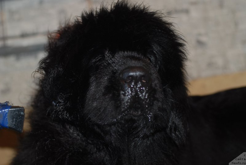 Фото: ньюфаундленд Aquatoriya Kelvin Only Love (Акватория Келвин Онли Лав)