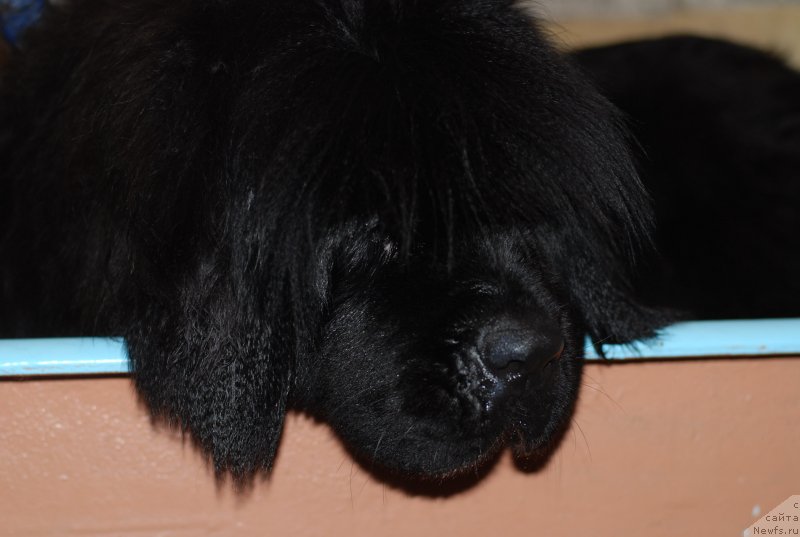 Фото: ньюфаундленд Aquatoriya Kelvin Only Love (Акватория Келвин Онли Лав)