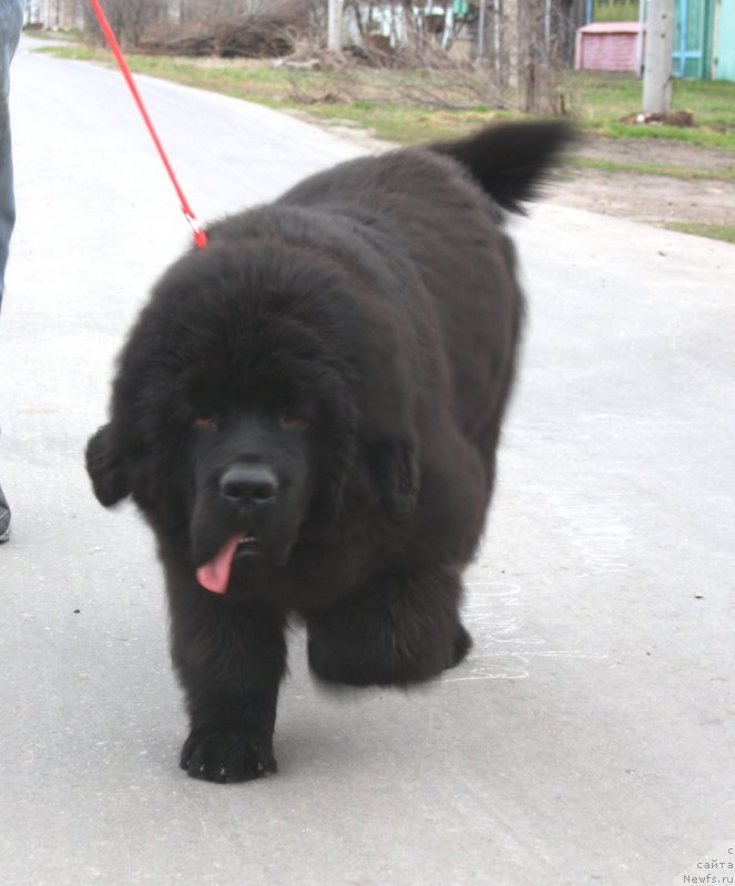 Фото: ньюфаундленд Dark Pride Valentino (Дак Прайд Валентино)