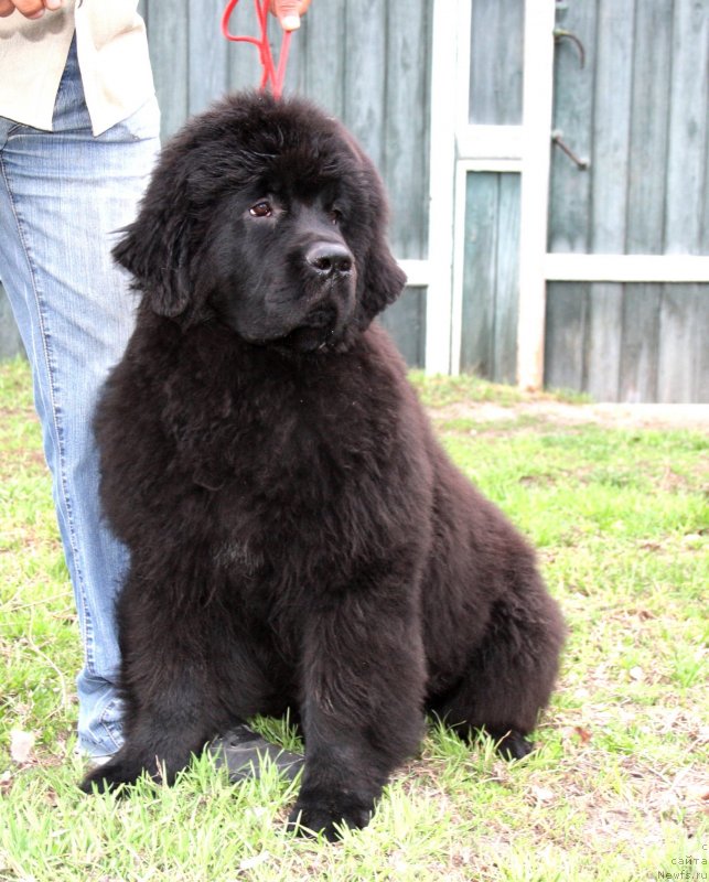 Фото: ньюфаундленд Dark Pride Valentino (Дак Прайд Валентино)