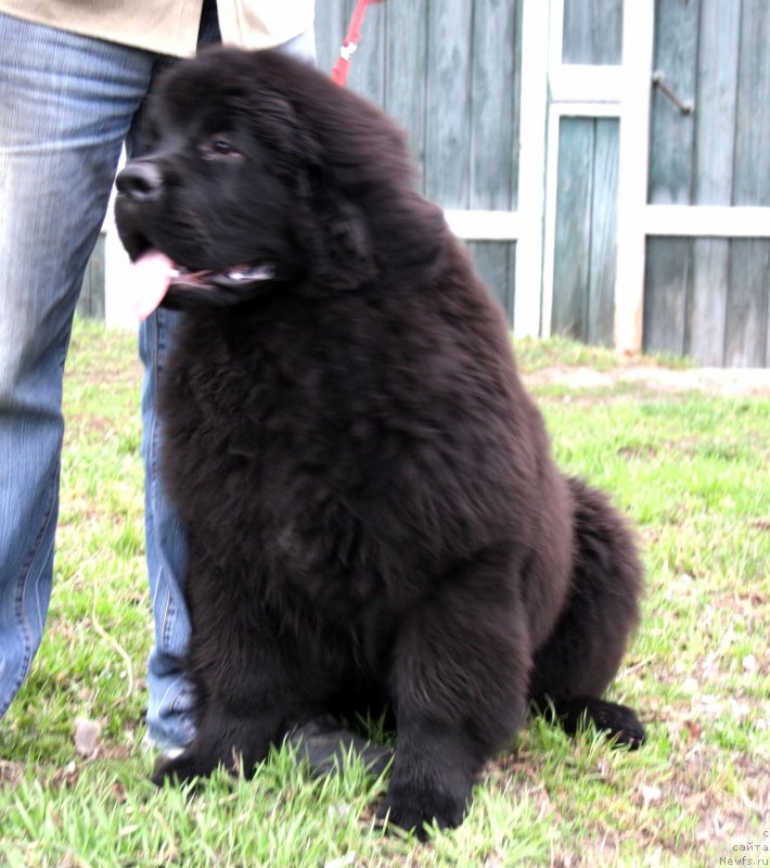 Фото: ньюфаундленд Dark Pride Valentino (Дак Прайд Валентино)