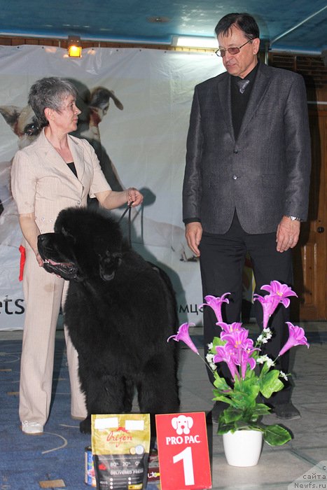 Фото: ньюфаундленд S'Nezhnaya Vjuga Alyaniko del Vulture (С'Нежная Вьюга Альянико Дель Вультуре)