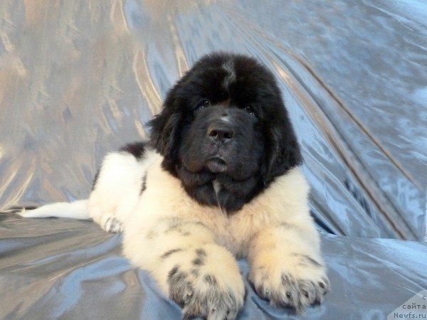 Фото: ньюфаундленд Stepnaya Pal'mira Estestvenno YA Luchshiy (Степная Пальмира Естественно Я Лучший)