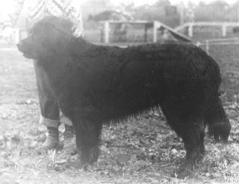 Фото: ньюфаундленд Terri Flo (Терри Фло)