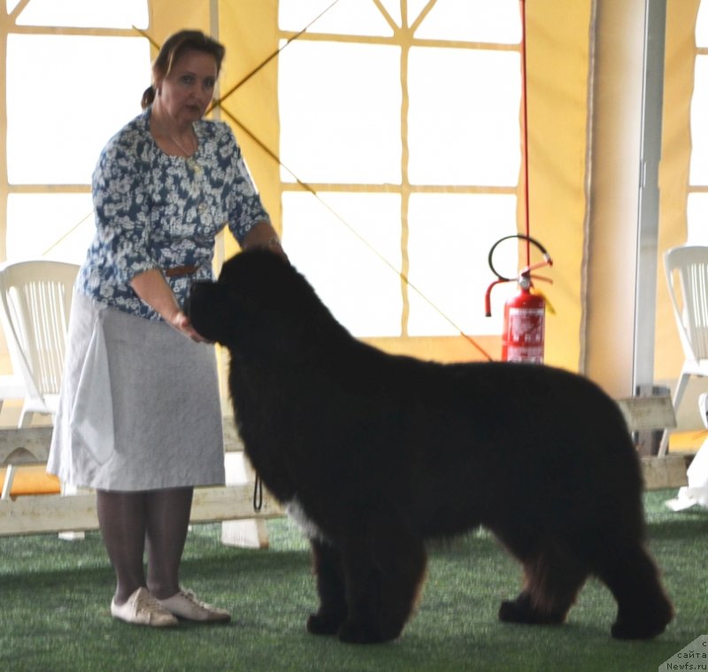 Фото: ньюфаундленд Likefather Like Son Midnight Bear, Ol'ga Zalivako (Ольга Заливако)