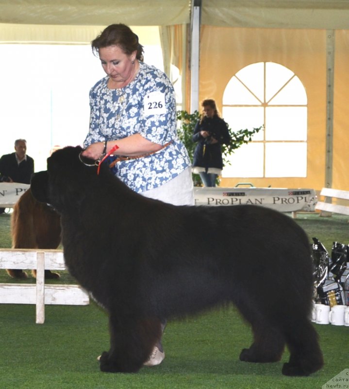 Фото: ньюфаундленд Likefather Like Son Midnight Bear, Ol'ga Zalivako (Ольга Заливако)