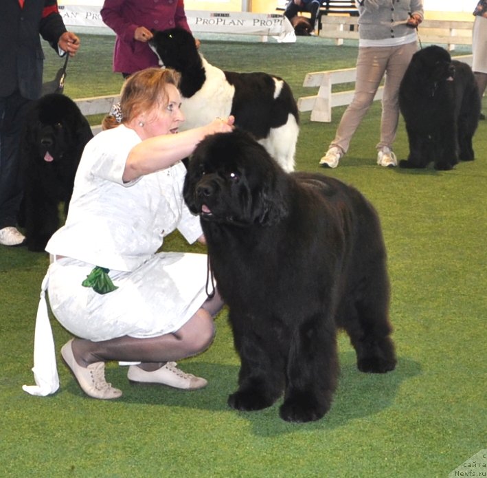Фото: ньюфаундленд I'm Royal Iris Midnight Bear, Ol'ga Zalivako (Ольга Заливако)