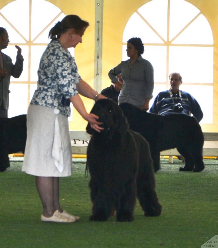 Фото: ньюфаундленд I'm Royal Iris Midnight Bear, Ol'ga Zalivako (Ольга Заливако)