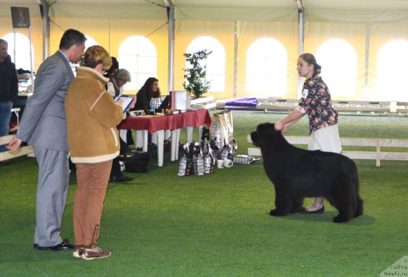 Фото: ньюфаундленд Endowed By Spirit Midnight Bear, Anastasiya Zalivako (Анастасия Заливако)