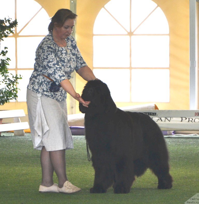 Фото: ньюфаундленд Inside My Heart Midnight Bear, Ol'ga Zalivako (Ольга Заливако)