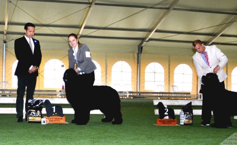 Фото: ньюфаундленд Inside My Heart Midnight Bear, Anastasiya Zalivako (Анастасия Заливако)