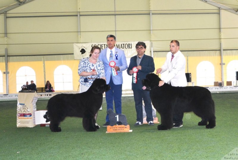 Фото: ньюфаундленд Inside My Heart Midnight Bear, Ol'ga Zalivako (Ольга Заливако)