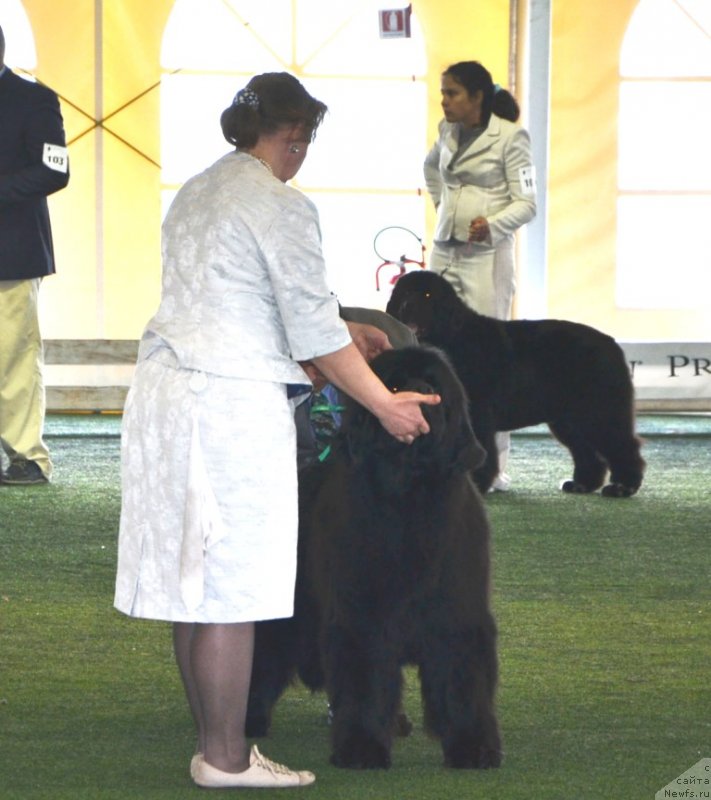 Фото: ньюфаундленд Inside My Heart Midnight Bear, Ol'ga Zalivako (Ольга Заливако)