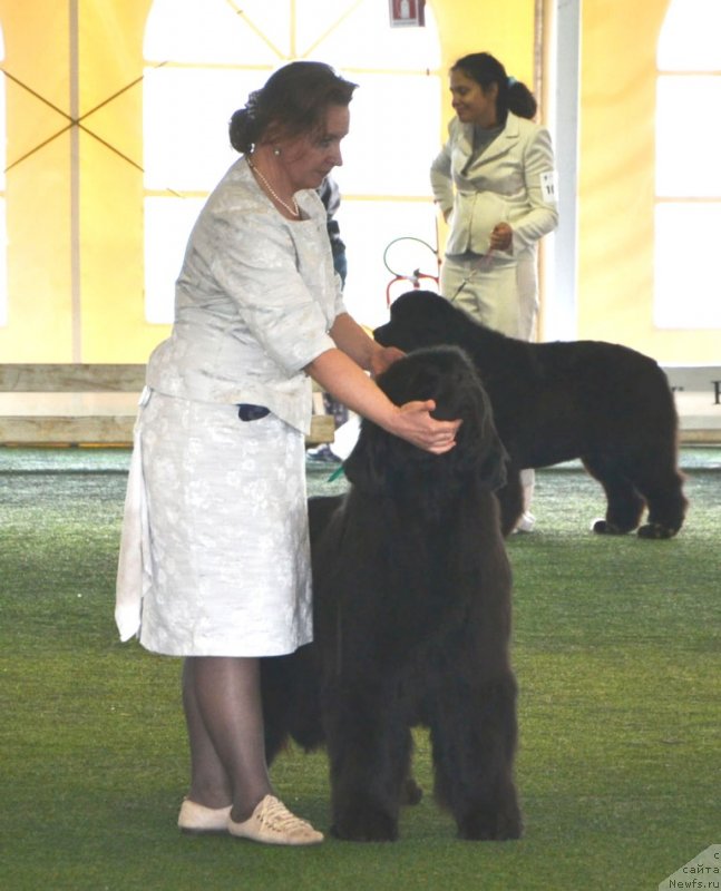 Фото: ньюфаундленд Inside My Heart Midnight Bear, Ol'ga Zalivako (Ольга Заливако)