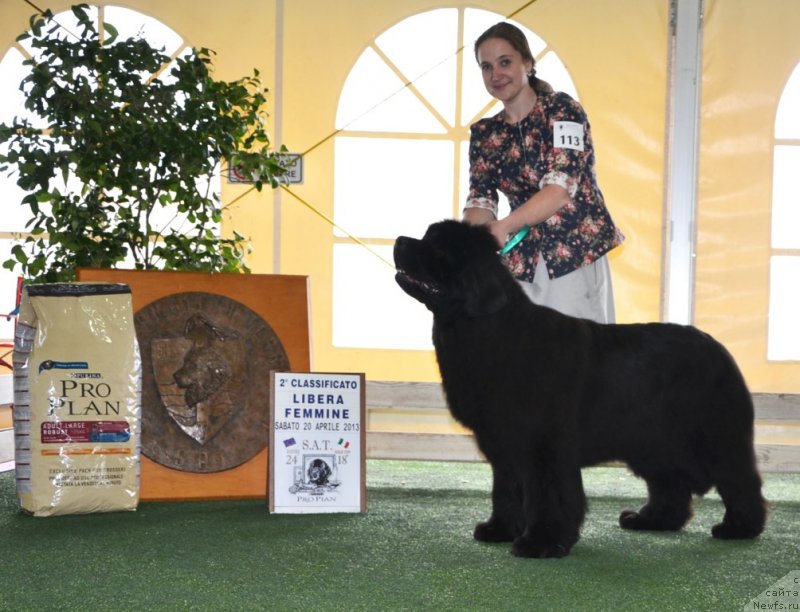 Фото: ньюфаундленд Inside My Heart Midnight Bear, Anastasiya Zalivako (Анастасия Заливако)