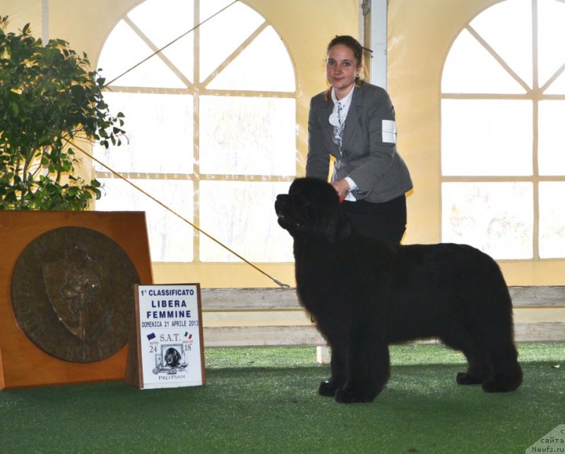 Фото: ньюфаундленд Inside My Heart Midnight Bear, Anastasiya Zalivako (Анастасия Заливако)