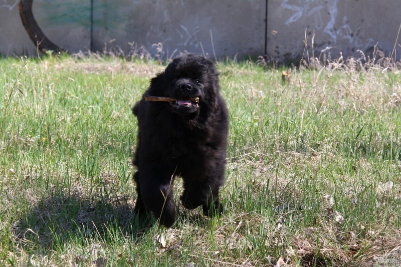 Фото: ньюфаундленд Fann'yuf Graf De La Fer (Фанньюф Граф Де Ла Фер)