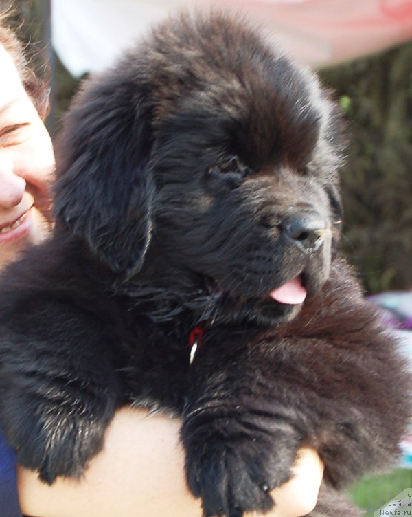 Фото: ньюфаундленд Beguschaya po Volnam Ekstra Speshial Edishion (Бегущая по Волнам Екстра Спешиал Едишион)