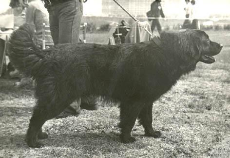 Фото: ньюфаундленд YAntar' Grim Peyb (Янтарь Грим Пейб)