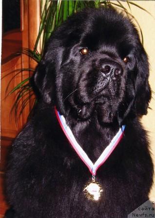 Фото: ньюфаундленд Abbat iz Carstva Medvedey (Аббат из Царства Медведей)