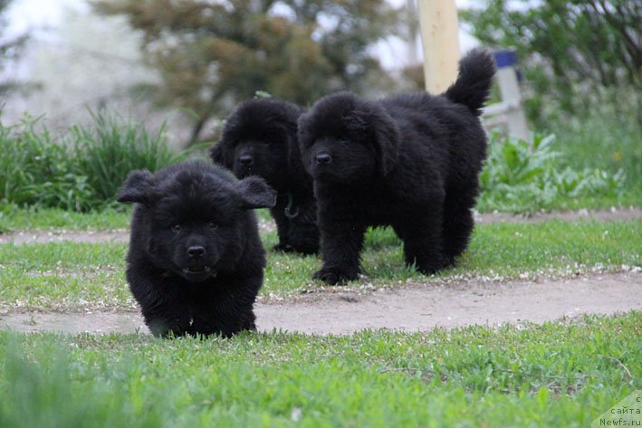 Фото: ньюфаундленд Chopornyj Chabby s Berega Dona (Чопорный Чабби с Берега Дона), ньюфаундленд Chernyj Chank s Berega Dona (Черный Чанк с Берега Дона), ньюфаундленд Chestnyj Chif s Berega Dona (Честный Чиф с Берега Дона)